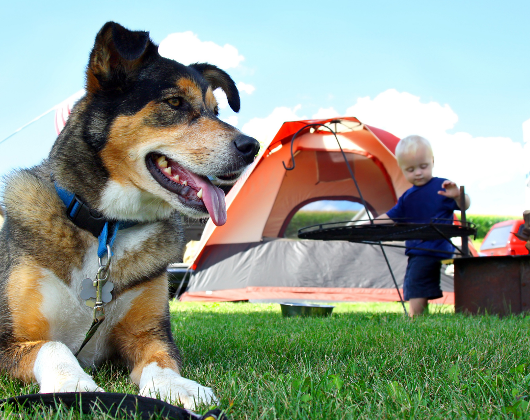 Is It Safe to Take Dogs Camping? Furever Family Veterinary Care Center