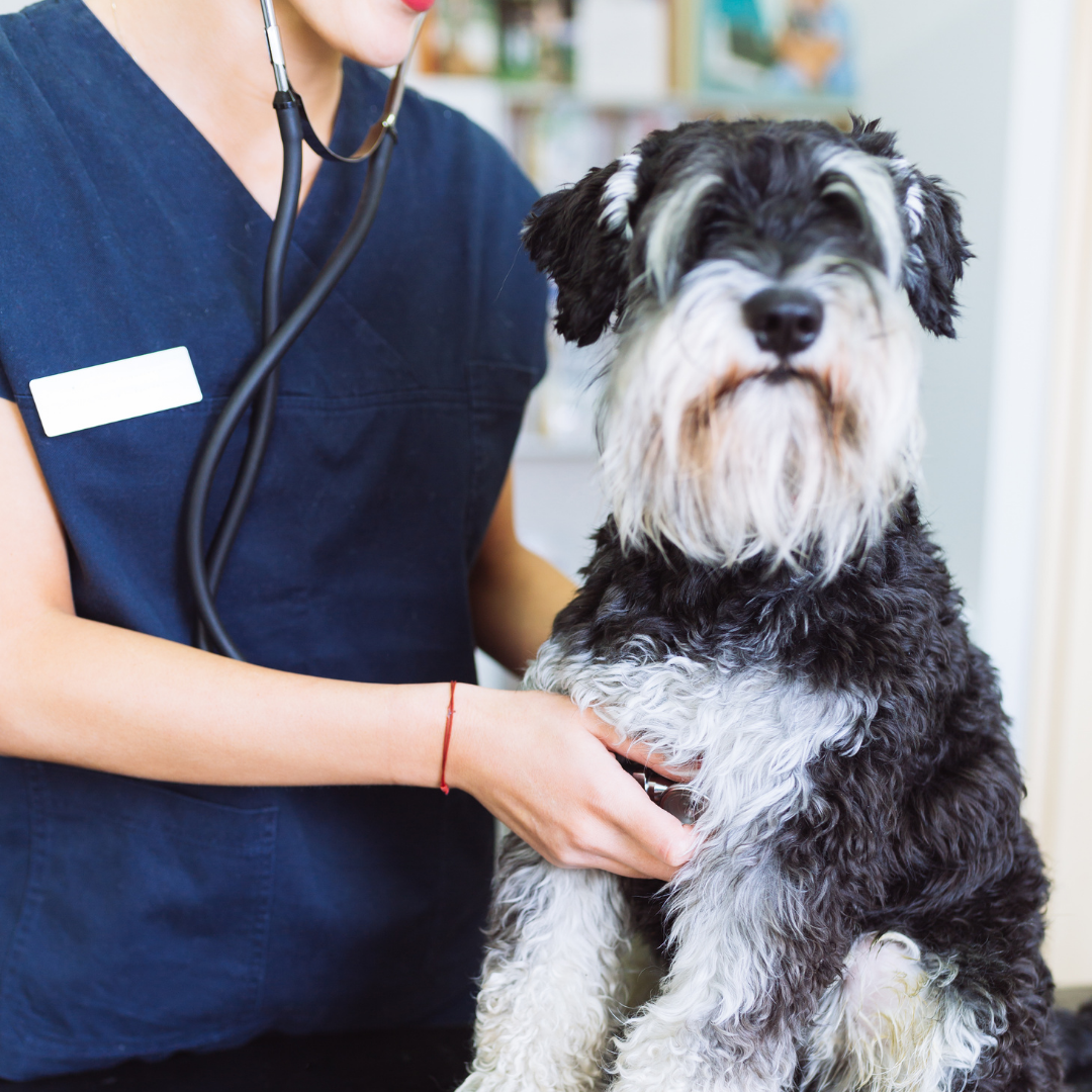 How Often Should I Take My Dog to the Vet? Furever Family Veterinary Care Center