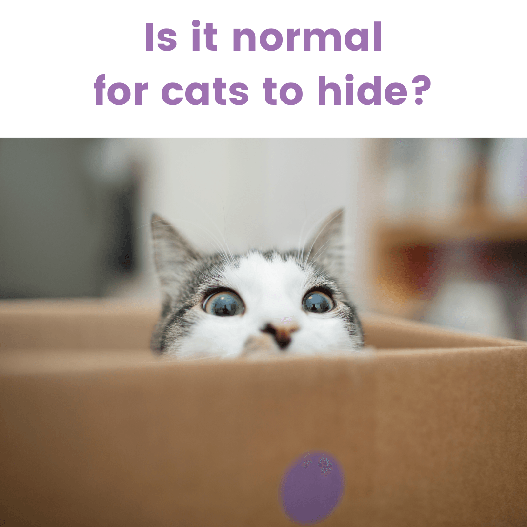 Is it Normal for Cats to Hide? Furever Family Veterinary Care Center