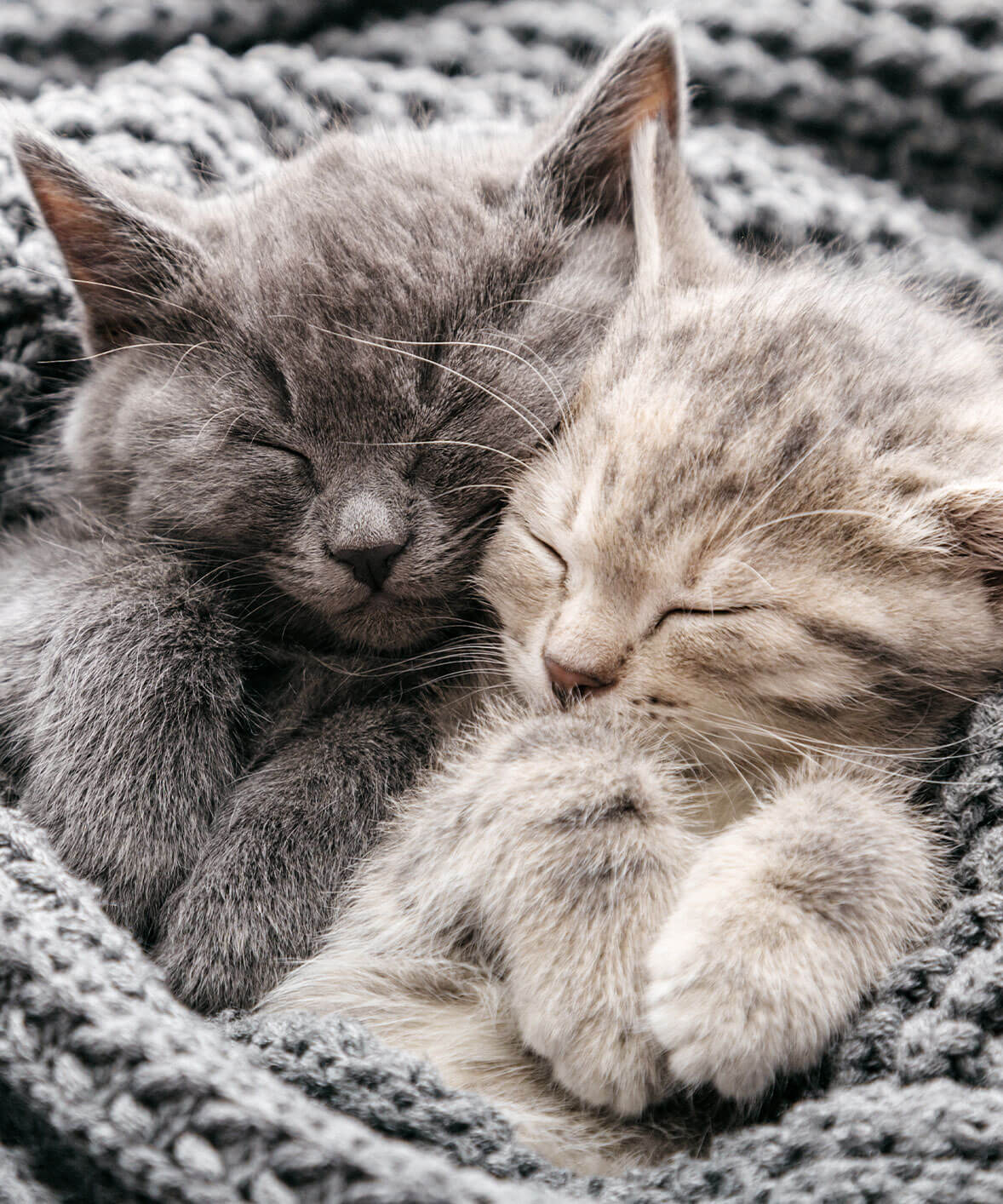 Kittens In Grey Blanket