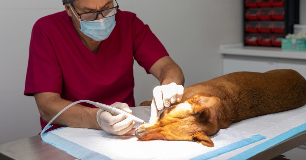 male vet performing professional teeth cleaning on dog under sedation