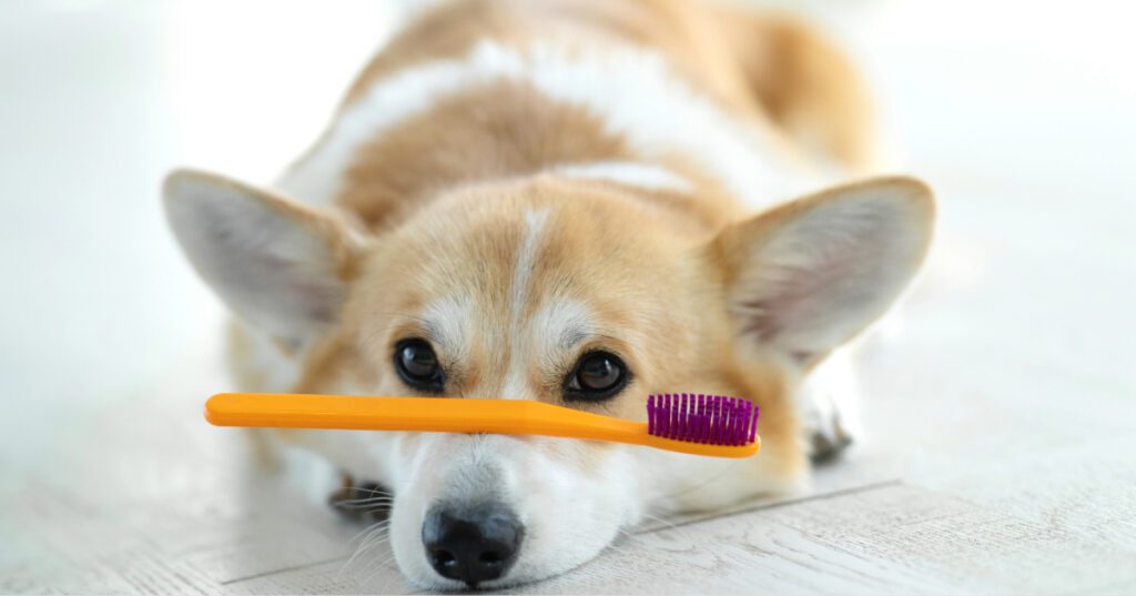 corgi dog laying on the floor while balancing a tooth brush across its nose