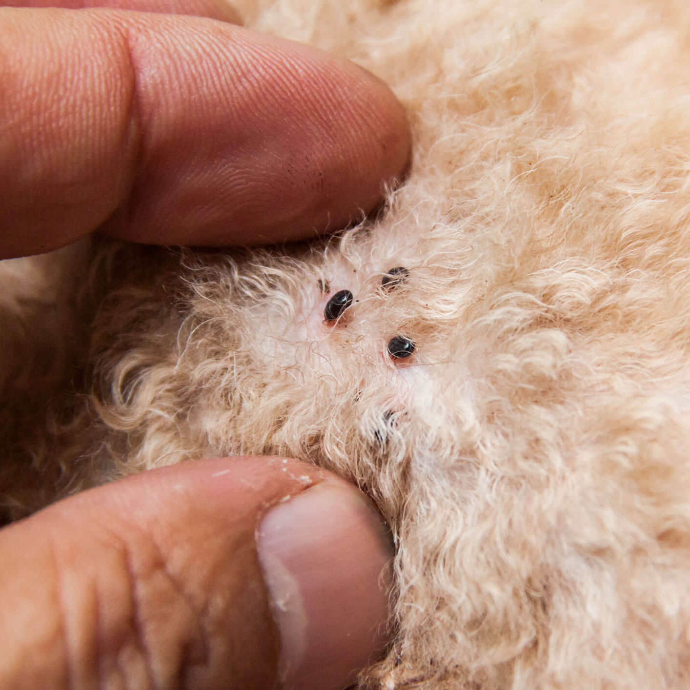 pet parasite prevention east moline, il